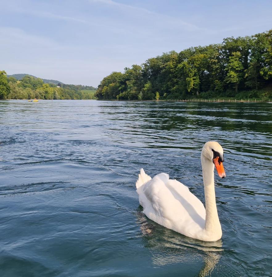 Ferienwohnung Rheinblick In Buesingen -Keine Monteure- Busingen Exteriér fotografie